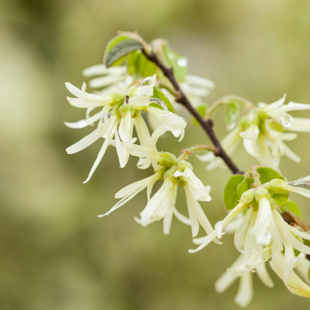 Is Witch Hazel Bad For Your Skin?